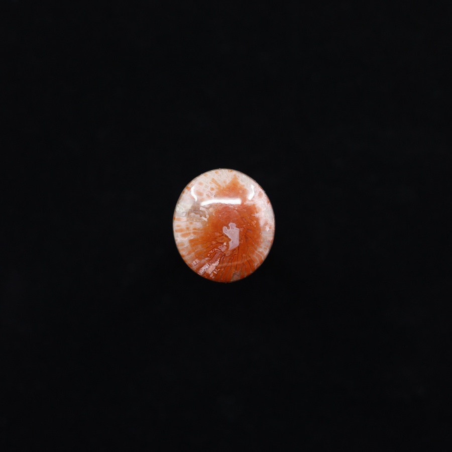 Horn Coral Oval Cabochon