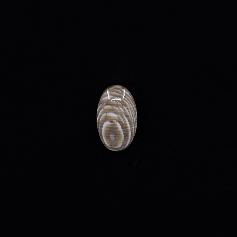 Petrified Wood Oval Cabochon