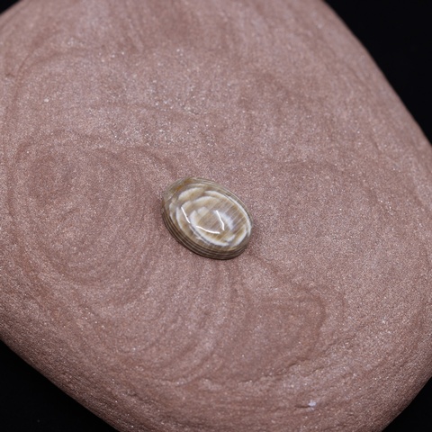 Petrified Wood Oval Cabochon