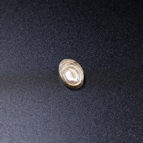 Petrified Wood Small Oval Cabochon