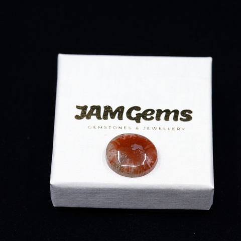 Horn Coral Oval Cabochon